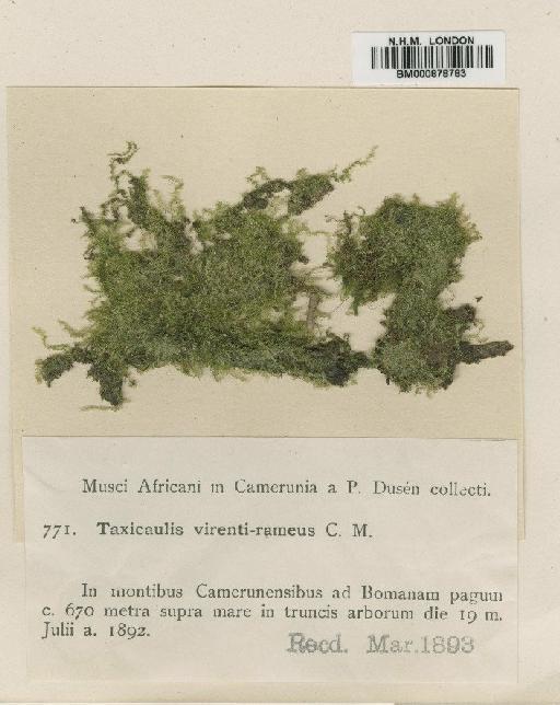 Isopterygium virenti-rameus Müll.Hal. - BM000878783