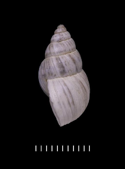 Bulimus huascensis Reeve, 1848 - 1975160, PARALECTOTYPES, Bulimus huascensis Reeve, 1848