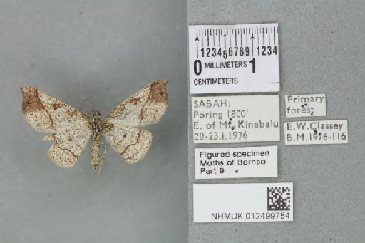 Ozola impedita (Walker, 1861) - 012499754_reverse