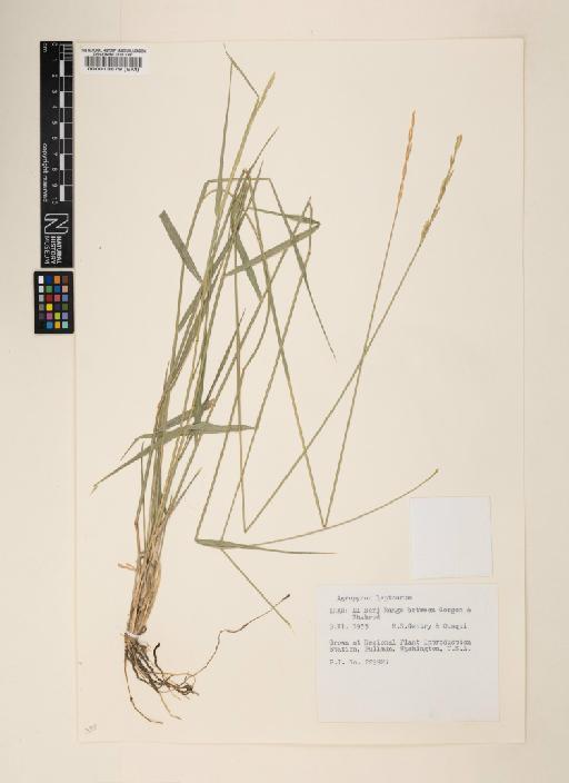 Elymus leptourus - 000013879