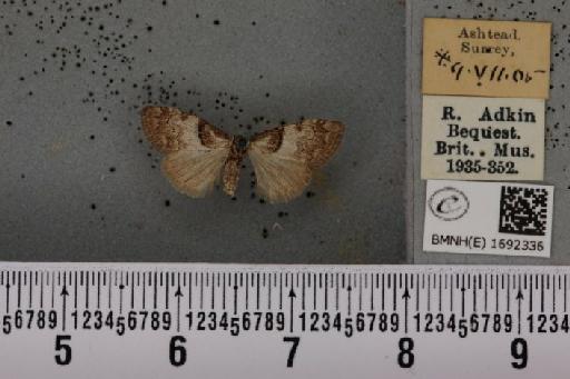 Nola cucullatella (Linnaeus, 1758) - BMNHE_1692336_291883