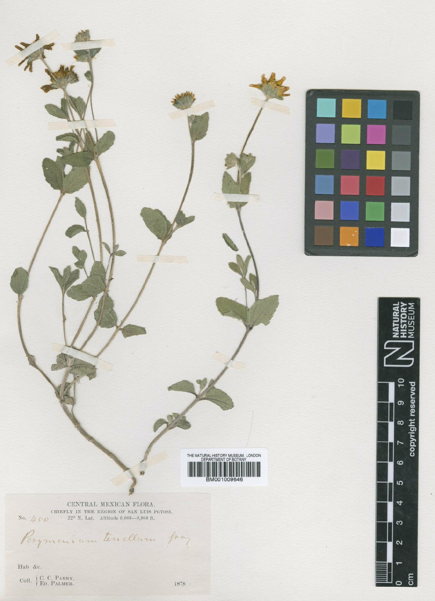 To NHMUK collection (Perymenium buphthalmoides var. tenellum (A.Gray) McVaugh; Isotype; NHMUK:ecatalogue:617320)