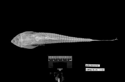 Loricaria apeltogaster Boulenger, 1895 - L.apeltogaster LECTOTYPE 1895.5.17.105 (ventral)