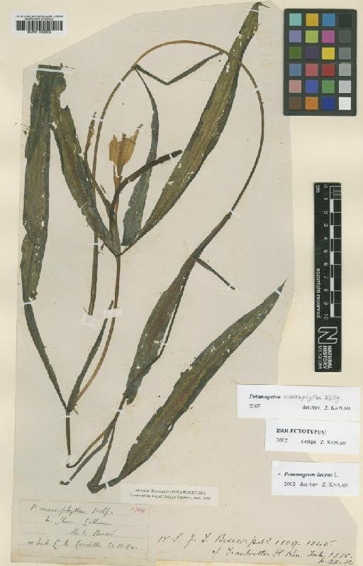 Potamogeton lucens L. - BM001066302