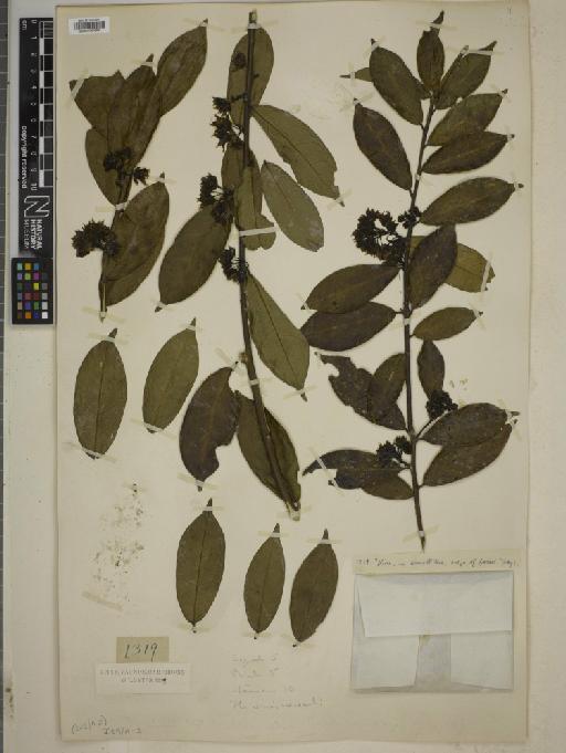 Pentadiplandra Baill. - BM010750568
