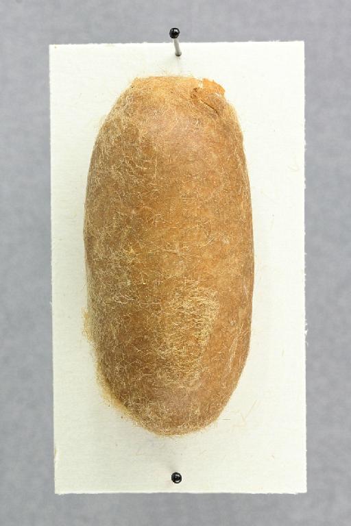 Lasiocampa quercus quercus (Linnaeus, 1758) - Lasiocampa_quercus_cocoon_010574583