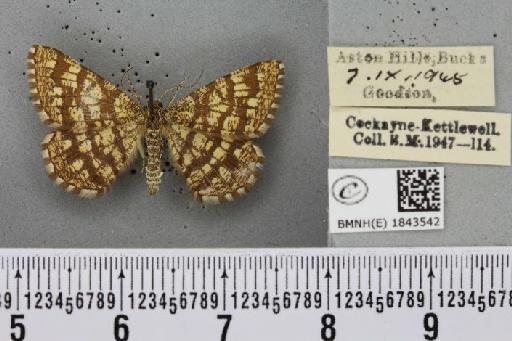 Chiasmia clathrata clathrata (Linnaeus, 1758) - BMNHE_1843542_423873