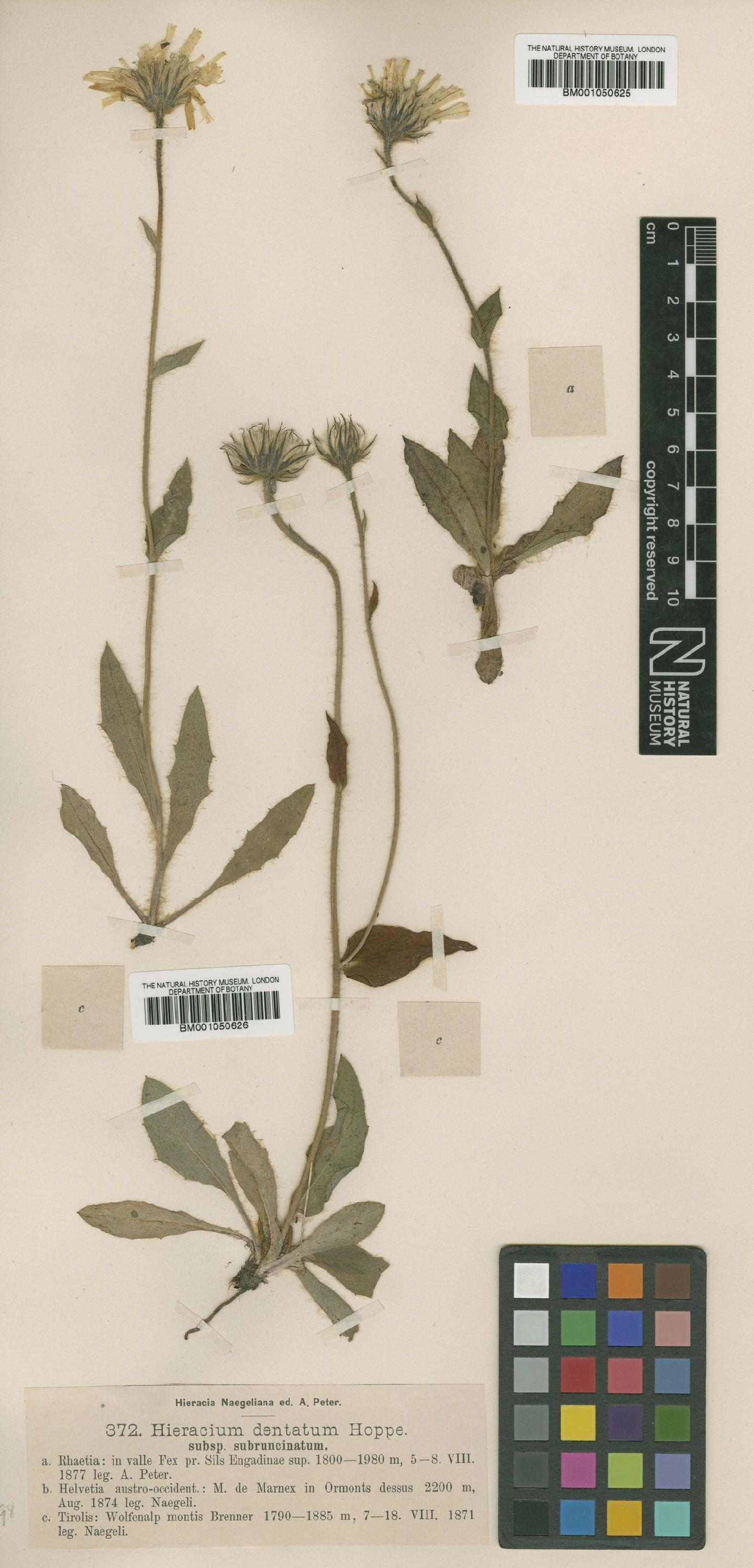 To NHMUK collection (Hieracium dentatum subsp. cenisium (Arv.-Touv.) Zahn; TYPE; NHMUK:ecatalogue:2396651)