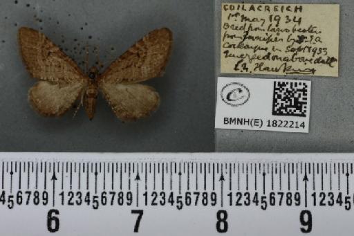 Eupithecia intricata intricata (Zetterstedt, 1839) - BMNHE_1822214_388947