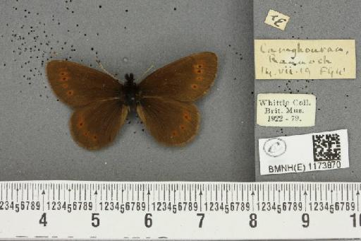 Erebia epiphron mnemon f. scotica Cooke, 1943 - BMNHE_1173870_29362