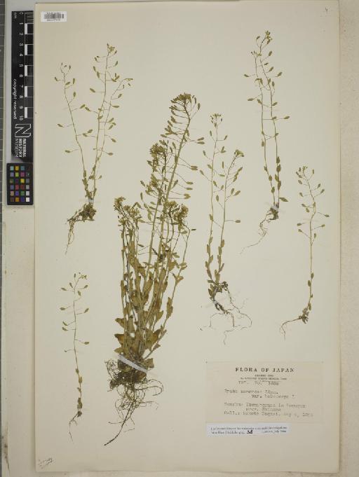 Draba nemerosa L. - BM010778450