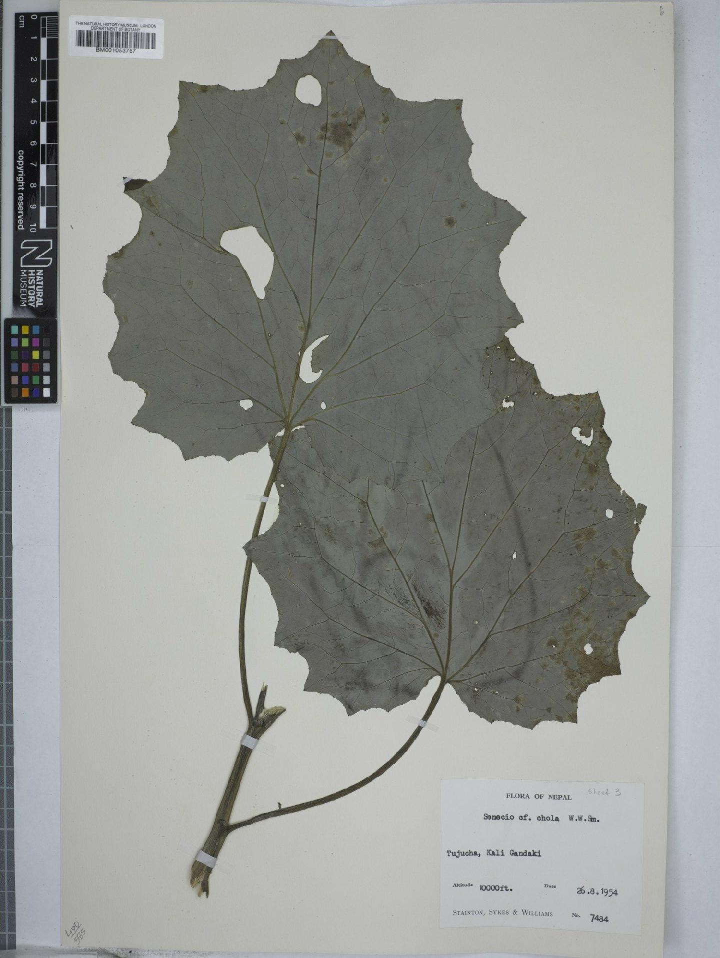 To NHMUK collection (Senecio chola Sm; NHMUK:ecatalogue:2819069)