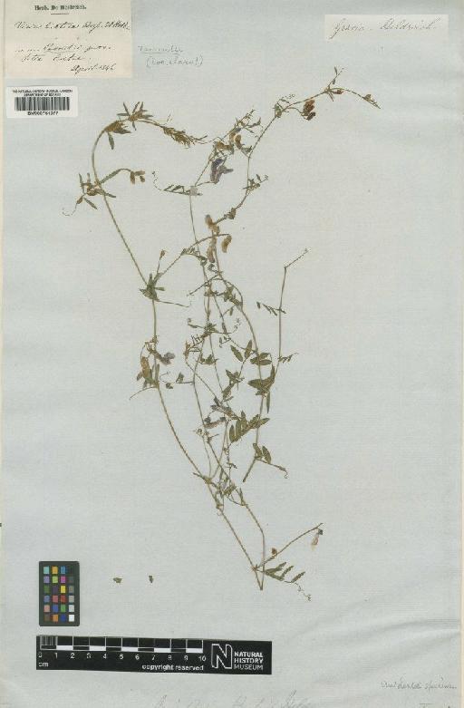 Vicia cretica Boiss. & Heldr. - BM000751077