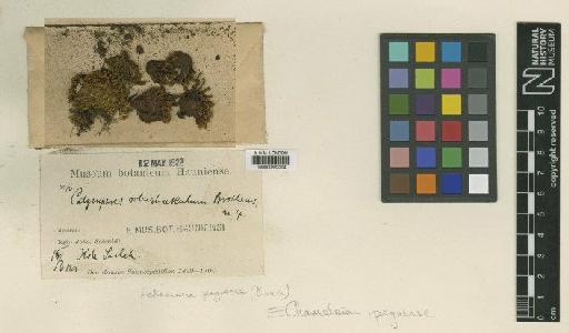 Chameleion peguense (Besch.) L.T.Ellis & A.Eddy in A.Eddy - BM000663204