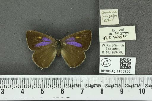 Neozephyrus quercus ab. bellus Gerhard, 1853 - BMNHE_1135950_94038