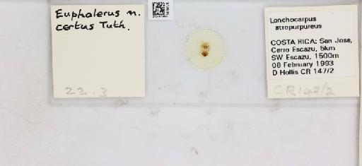 Euphalerus certus Tuthill, 1947 - 013481996_117191_1146107_157663_NonType