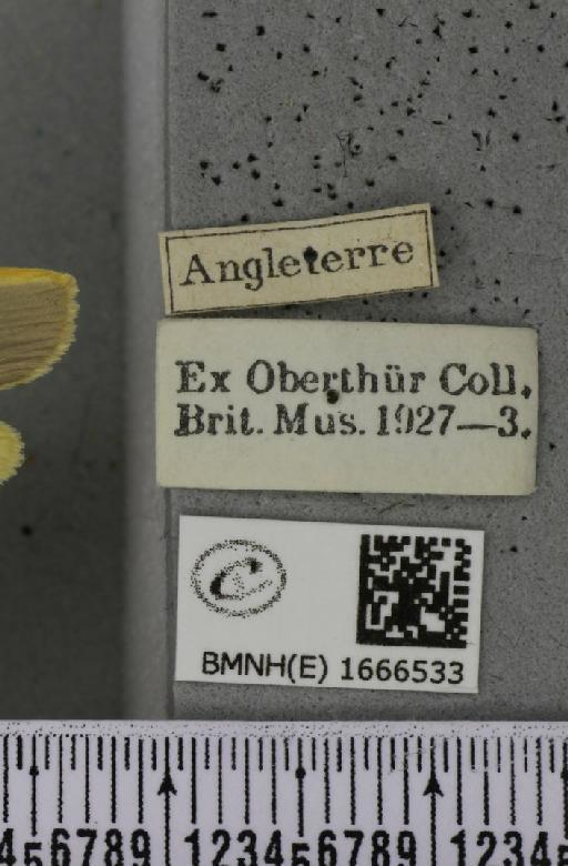 Eilema complana (Linnaeus, 1758) - BMNHE_1666533_label_288863