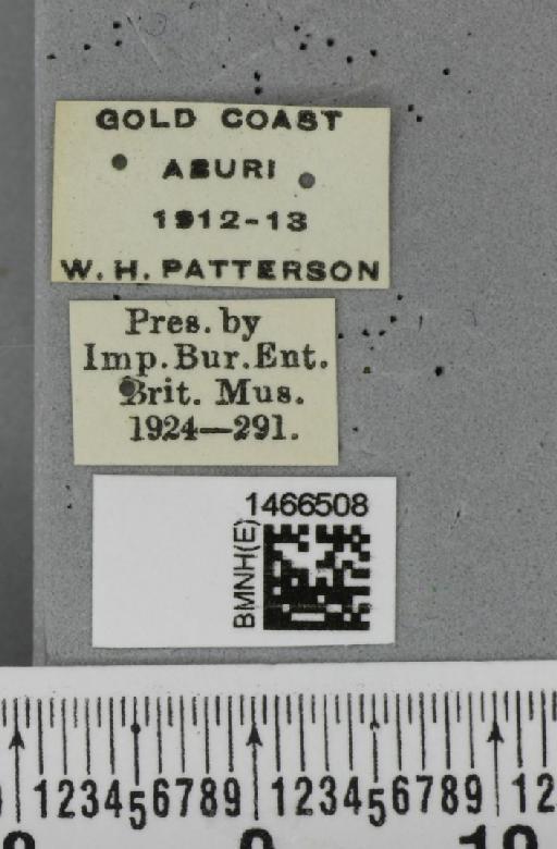 Ceratitis (Pterandrus) anonae Graham, 1908 - BMNHE_1466508_label_41665