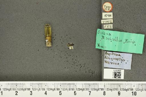 Systena discicollis Clark, H., 1865 - BMNHE_1319488_26700