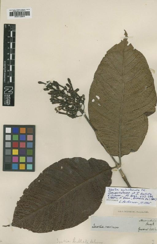 Isertia spiciformis DC. - BM001008840