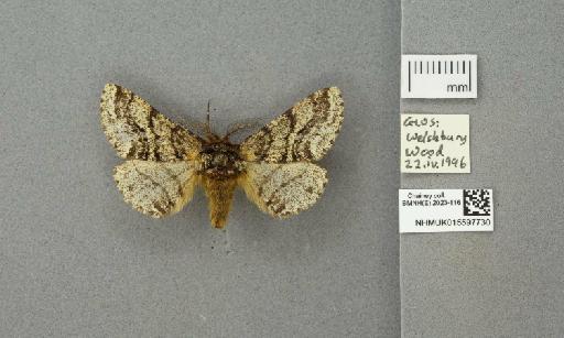 Lycia hirtaria (Clerck, 1759) - 015597730_775459_1084039