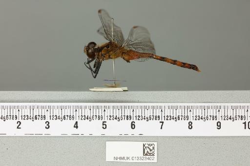 Sympetrum ardens McLachlan - 013323402_lateral