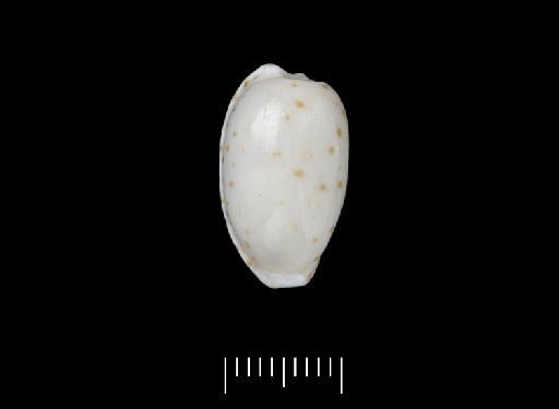 Cypraea pulicaria Reeve, 1846 - 1874.12.11.45_a