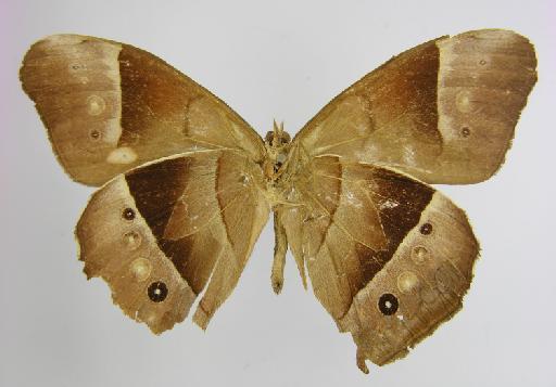 Taygetis leuctra Butler, 1870 - BMNH(E)_1267104_Taygetis_leuctra_Butler_T_male_ (3)