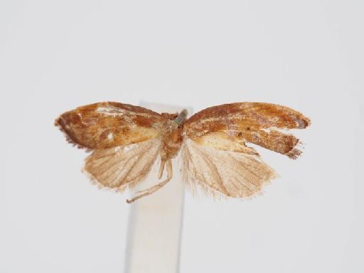 Acleris enitescens Meyrick - Acleris _enitescens_Meyrick_1912_Lectotype_BMNH(E)#1055433_image001