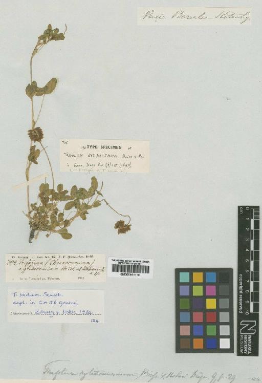 Trifolium badium Schreb - BM000901119