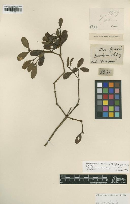 Phoradendron mucronatum (DC.) Krug & Urb. - BM000993566