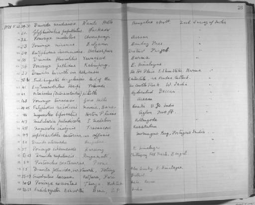 Megascolex bifoveatus - Zoology Accessions Register: Annelida & Echinoderms: 1924 - 1936: page 26