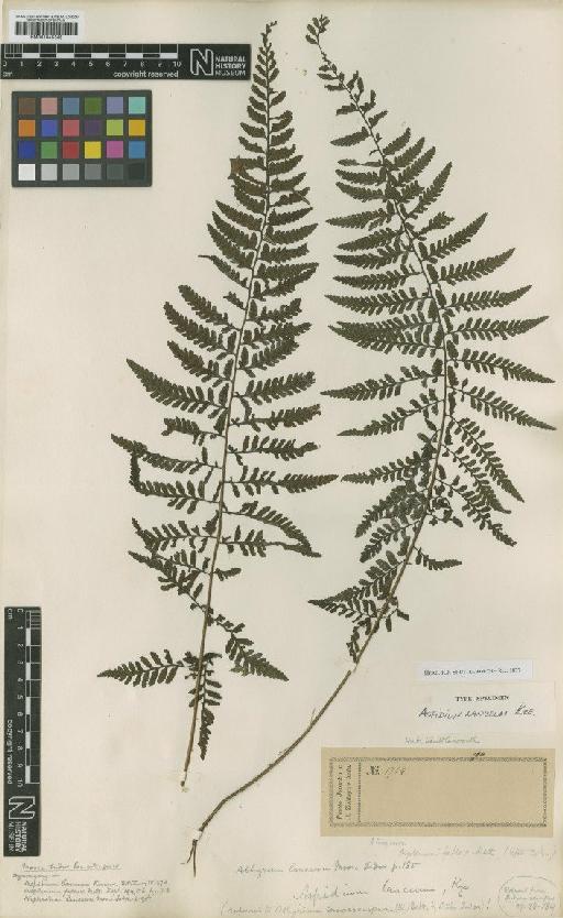 Athyrium puncticaule (Blume) T.Moore - BM001045345