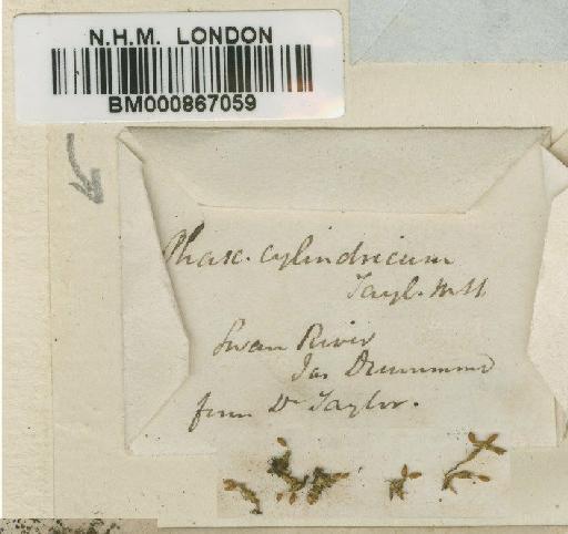 Tetrapterum cylindricum (Taylor) A.Jaeger - BM000867059