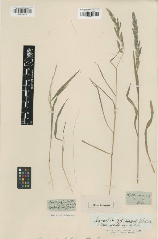 Agrostis foliosa Roem. & Schult. - BM001134214