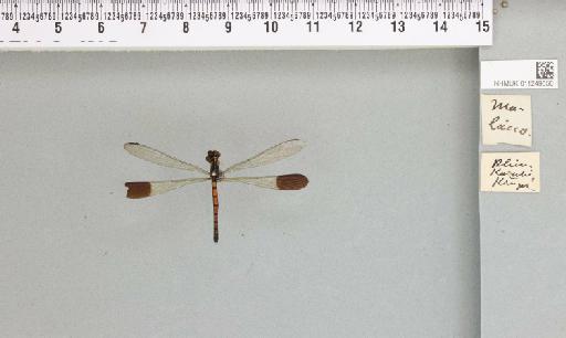 Sundacypha petiolata (Selys, 1859) - 011249650_reverse_2