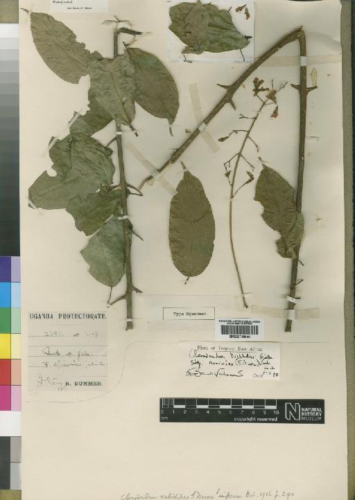 Clerodendron buchholzii subsp. nuxioides (Moore) Verdc. - BM000798640