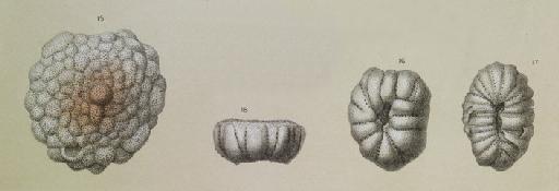 Cymbalopora tabellaeformis Brady, 1884 - ZF1377_102_16_Cymbaloporella_tabellaeformis.jpg