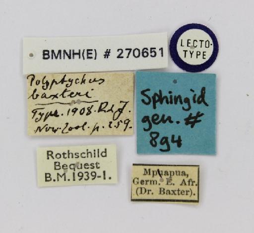 Polyptychus baxteri Rothschild & Jordan, 1908 - BMNH(E)_270651_Polyptychus_baxteri_male_LT_labels.JPG