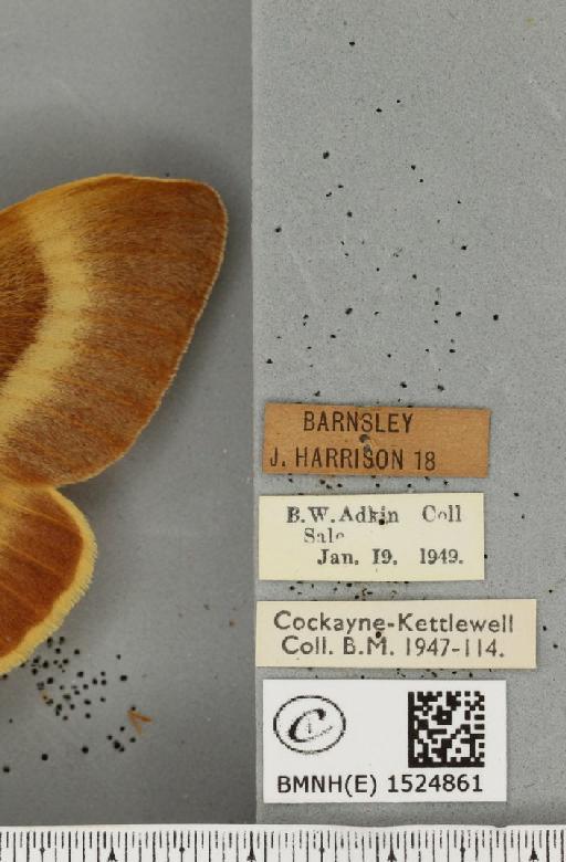 Lasiocampa quercus callunae ab. brunnea-virgata Tutt, 1902 - BMNHE_1524861_label_193518