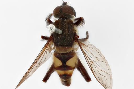 Mesembrius (Mesembrius) arcuatus Jordaens et al., 2021 - Mesembrius arcuatus dorsal habitus