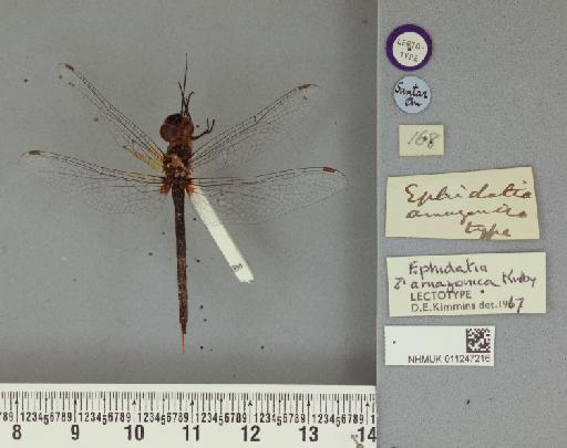 Urothemis rendalli Kirby, 1898 - 011247216_Ephidata_amayonica_LT_labels