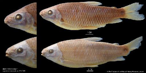 Leporinus melanostictus Norman, 1926 - BMNH 1926.3.2.566-7 Leporinus melanostictus, SYNTYPE