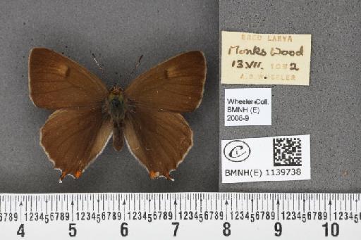 Thecla betulae (Linnaeus, 1758) - BMNHE_1139738_95856