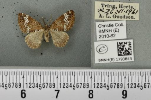 Perizoma alchemillata (Linnaeus, 1758) - BMNHE_1793843_370952