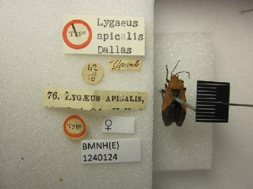Lygaeus apicalis Dallas, 1852 - Lygaeus apicalis-BMNH(E)1240124-Type female dorsal & labels