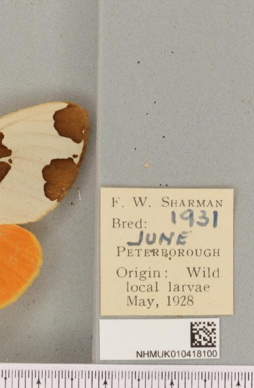 Arctia caja (Linnaeus, 1758) - NHMUK_010418100_label_530650