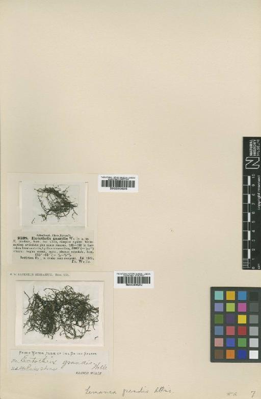 Lemanea grandis (Wolle, F) Atk. - BM000936253