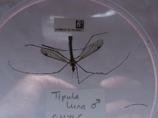 Tipula (Acutipula) luna Westhoff, 1879 - 014446901_4