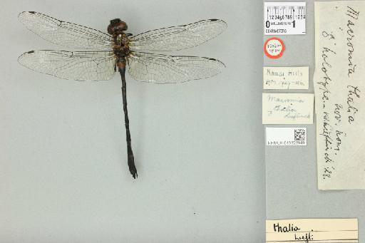 Macromia thalia Lieftinck, 1929 - 013322949_dorsal